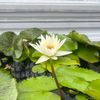 water_lily_88