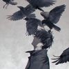cecil_crow