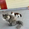 nattayalakhuni