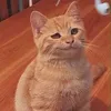 langlang.2
