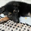 liloandstitche