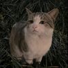 mommy.nya.gavlo