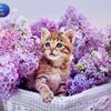 kas__478