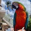 balithemacaw