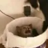 grapes_apple.juice