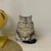 kimkim_kimkimchi