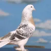 feymi_mehmedov