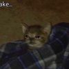 realname2456
