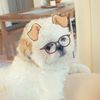 iamhuntertheshihtzu