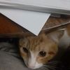 p_monty2