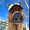 apollo_germanshepherd
