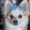 pom_momma
