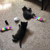 Kodak and Peanut