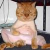 thenakedelvis