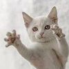 littleittybittykittycomm