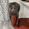 louvuithegreycat