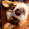poppy_corginzola