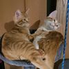 pebbles20003