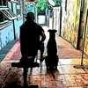 americanbully98