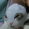 idi_nahyi_zai_