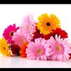 floresc019