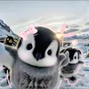 haimyy_19