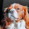 barky002