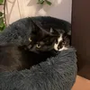 mrsmrcat