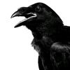 _blackcrow