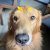 akithegoldie