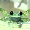 _0frog0_0