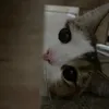 churkatop