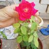ahmed_salalah2