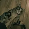 catzinblue