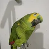 duducostacomposit