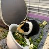 guineapig_day18
