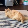 rockymoutainkitty