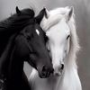 marwa.253