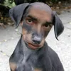 bull_dozza