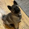 sherman_the_elkhound