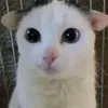 taeyomgs