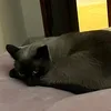 lu_lu_lui