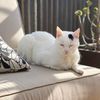 rogue_cat