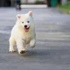 wiwoooooo5