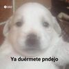 eltiocachiporra