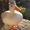 duckerooo