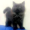 seesoo2012