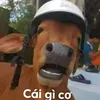 hoangduongtri012