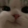 tinluizz