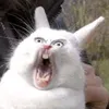 JackedBunny